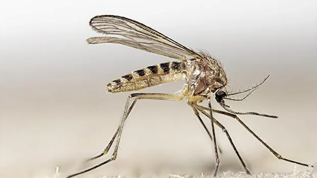 El olor de las aves infectadas por malaria atrae más a los mosquitos, según la Estación Biológica de Doñana