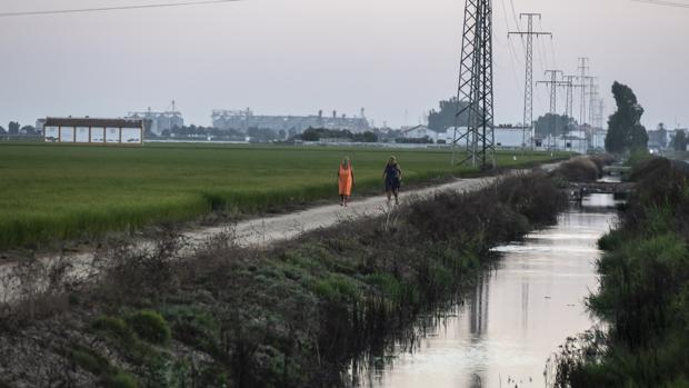 La Junta invertirá 100.000 euros en fumigar con drones pantanales y arrozales del Bajo Guadalquivir