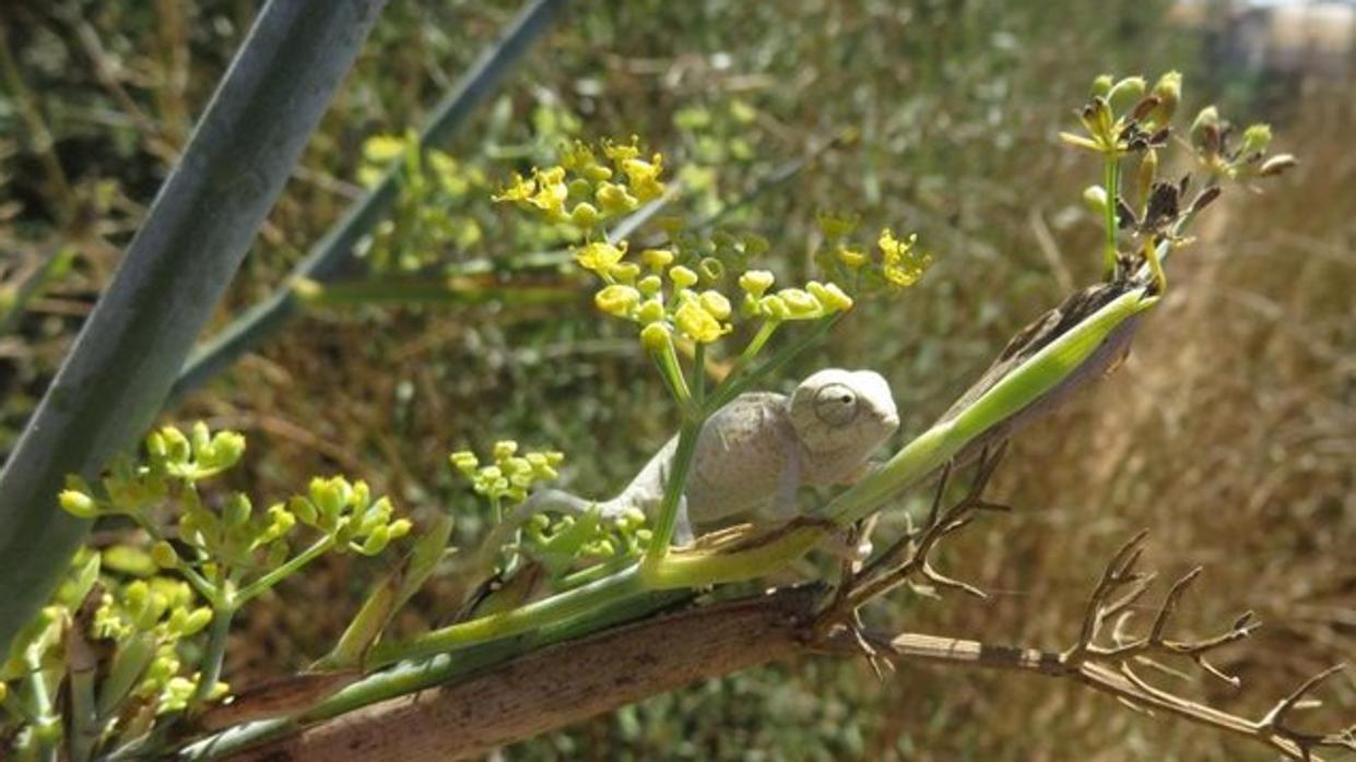 El zoo de Jerez libera 11 crías de camaleón nacidas tras una incubación artificial