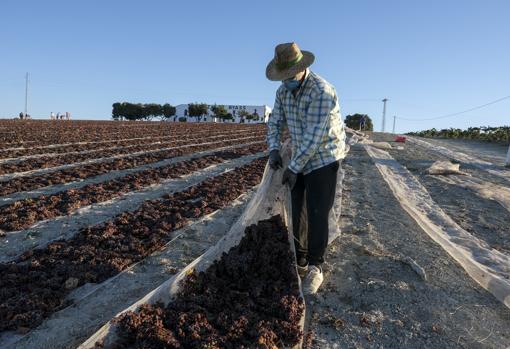 Rollos de malla donde se esparcen las uvas para el tiempo de soleo