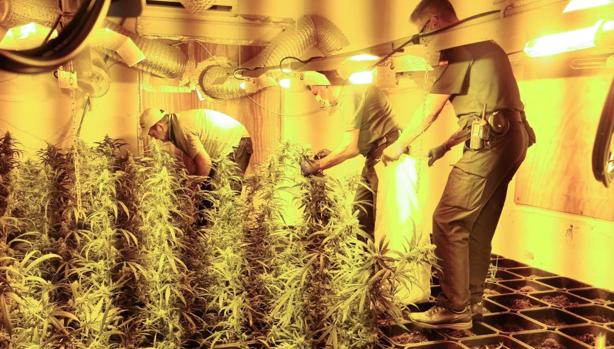 La Guardia Civil descubre una importante plantación de marihuana en Arcos