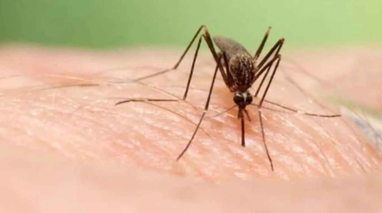 El mosquito es el transmisor del virus del Nilo.