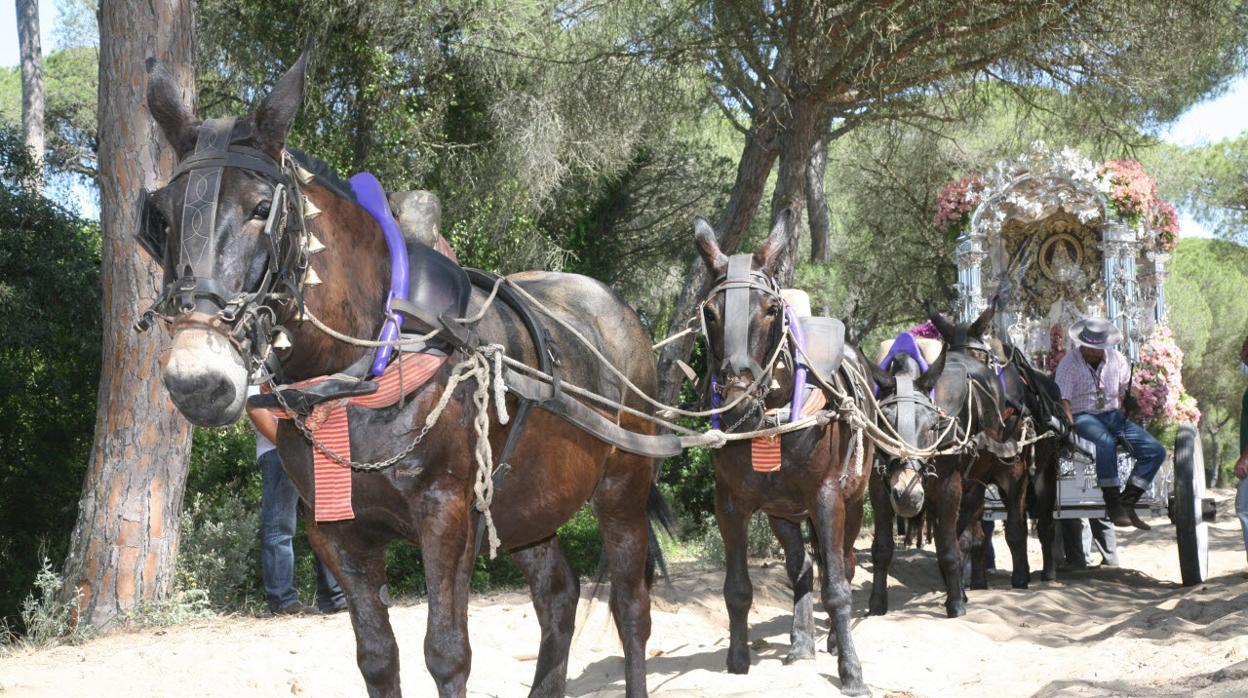 Peregrinación de la Romería del Rocío en 2010.