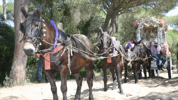 Chiclana comienza su peregrinación a la Virgen del Rocío marcada por el covid-19