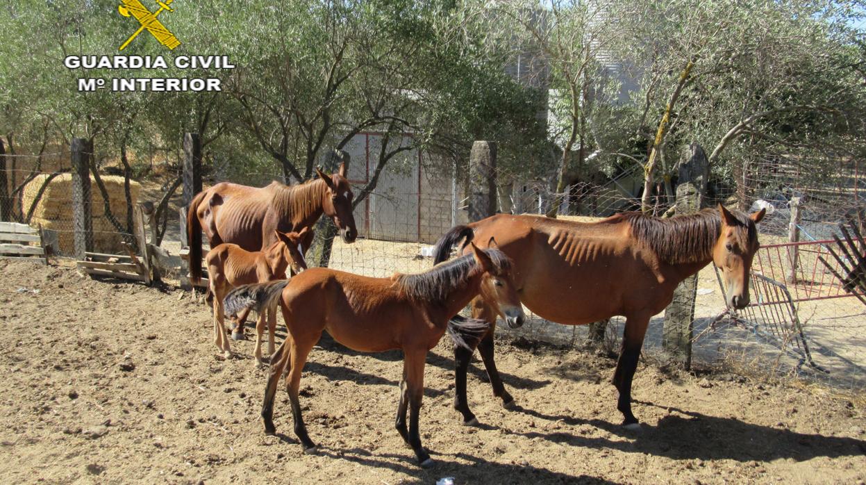 Caballos hallados por la Guardia Civil en El Pedroso