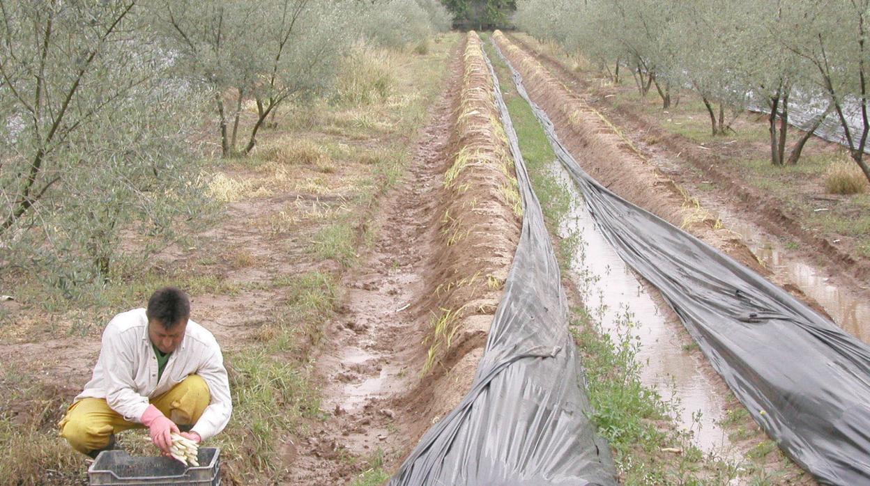 Un agricultor trabaja en su campo.