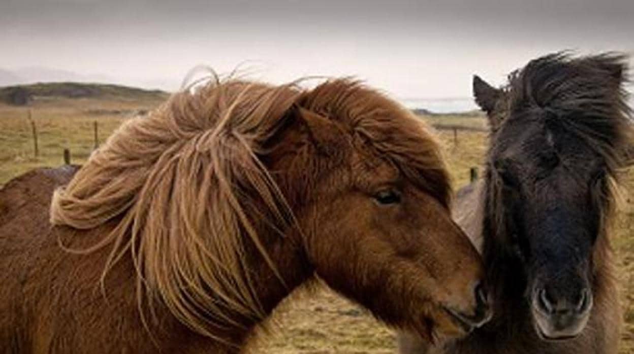 Andalucía registra 13 nuevos casos de fiebre del Nilo Occidental en caballos