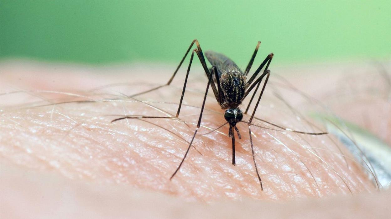 El virus de la fiebre del Nilo se transmite a los humanos a través de los mosquitos.