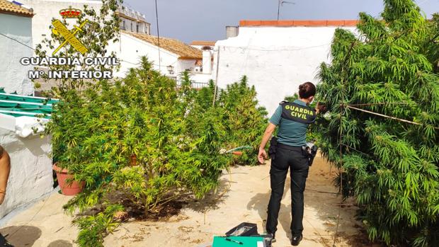 Detenido en Aznalcóllar por cultivo de marihuana en una vivienda okupada