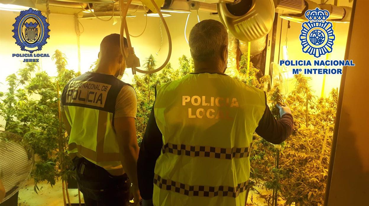 Detenido el propietario de una vivienda en La Barca de la Florida con una plantación de marihuana