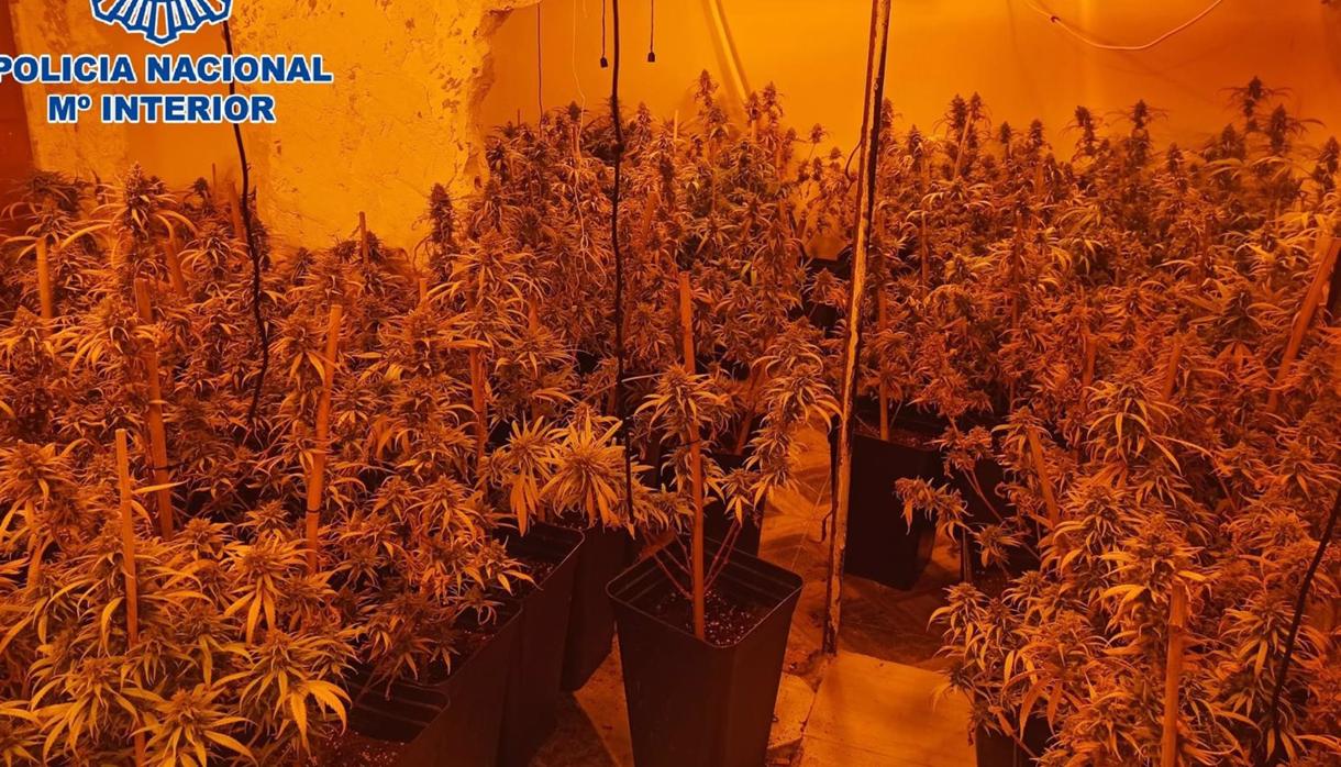 Detenidas tres personas en La Línea con una plantación de marihuana en una vivienda