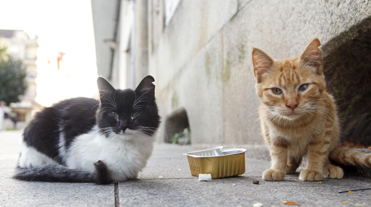 Los gatos callejeros invaden San Fernando