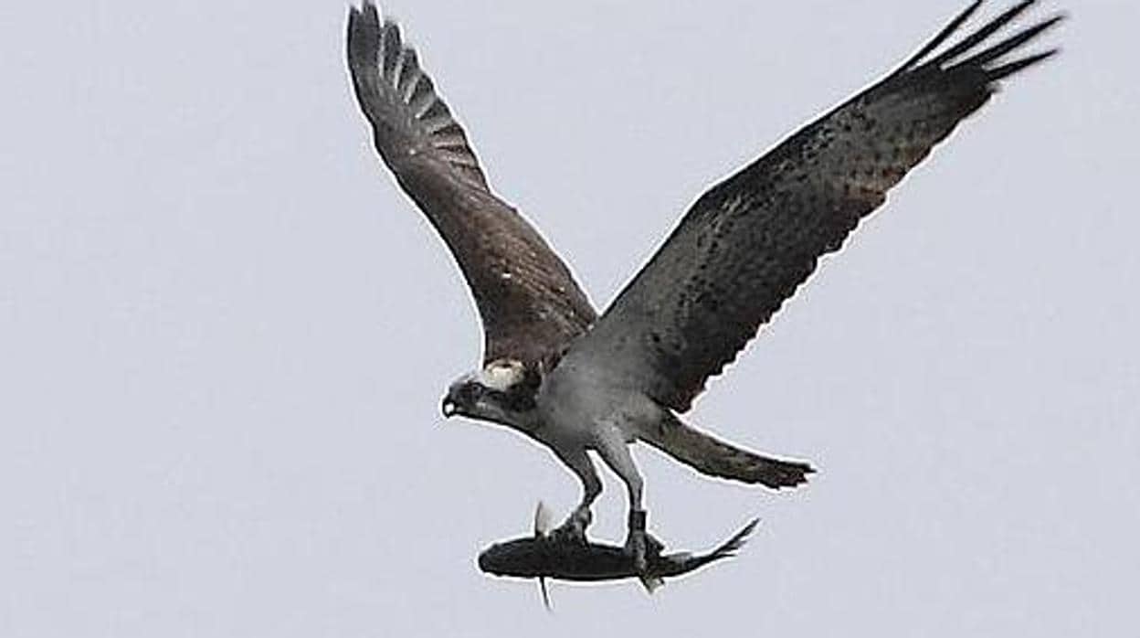 Un águila pescadora con su botín