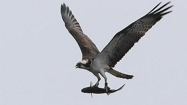 Las águilas pescadoras de Cádiz vivirán su propio 'Gran Hermano'