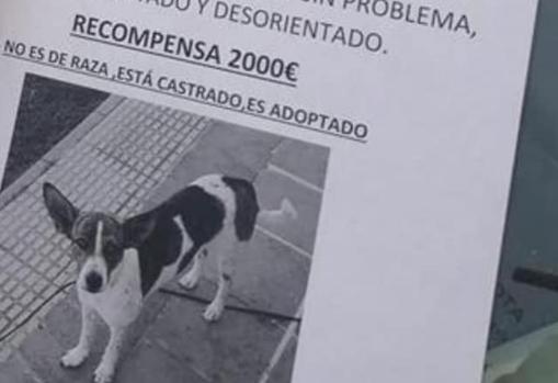 2.000 euros de recompensa a quien encuentre a Magic, el perro perdido en el Pago del Humo