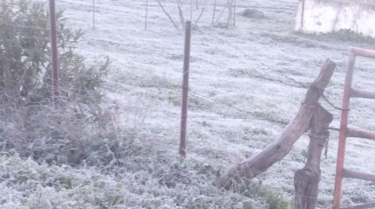 Helada matutina en el campo en Alcalá de los Gazules (Janda)