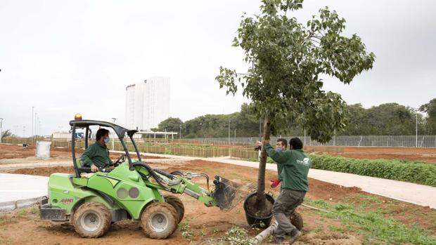 El Parque Central de Mairena del Aljarafe recibe los primeros árboles de los 500 para la zona Norte