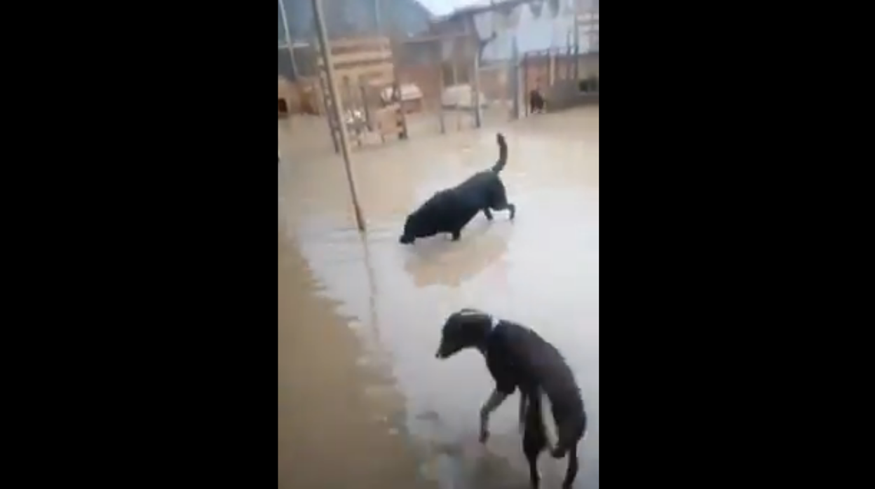 Un refugio de animales de Chipiona pide ayuda tras la inundación del centro