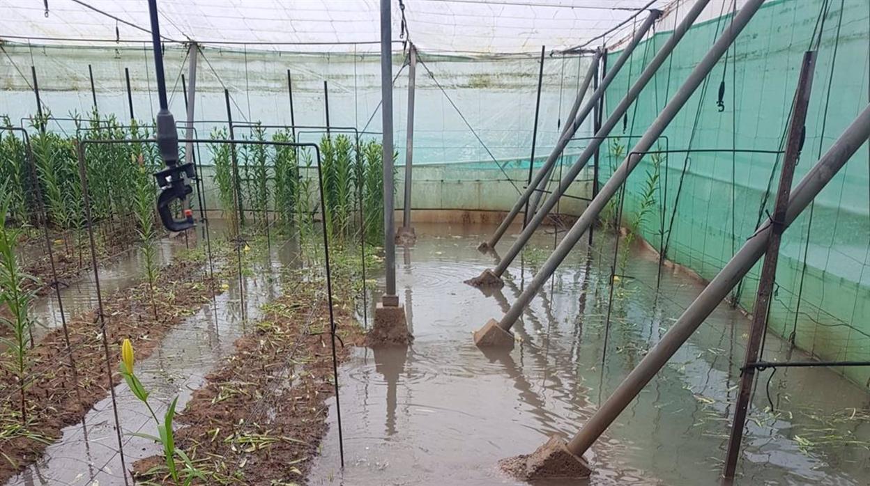 Unas 350 hectáreas de producción hortícola y flores de Chipiona, sumerguidas bajo el agua