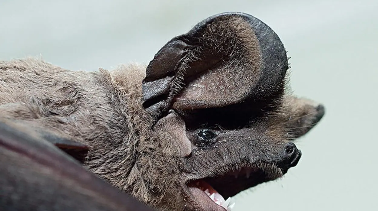 Identifican una nueva especie de murciélago en el parque de Los Toruños
