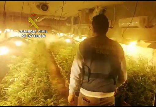 La Guardia Civil incauta más de 2.000 plantas de marihuana en domicilios de El Puerto, Chiclana y Jerez