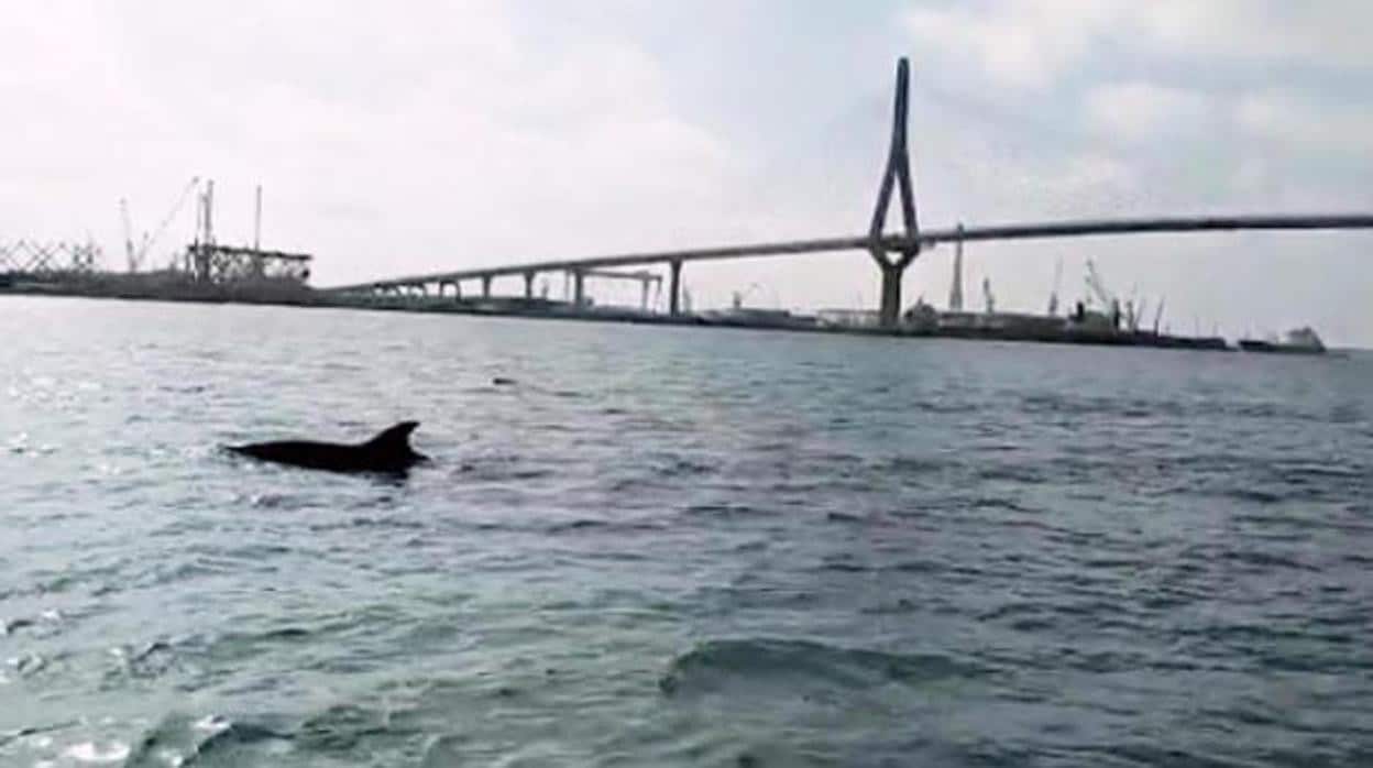 Vídeo: Las impresionantes imágenes de varios delfines por la Bahía de Cádiz