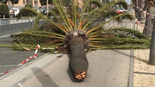 El temporal de levante quiebra árboles y obliga a cerrar los parques en la provincia