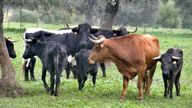 Cinco heridos, entre ellos una joven en estado grave, tras ser embestida por un toro que había escapado de una finca en Gerena