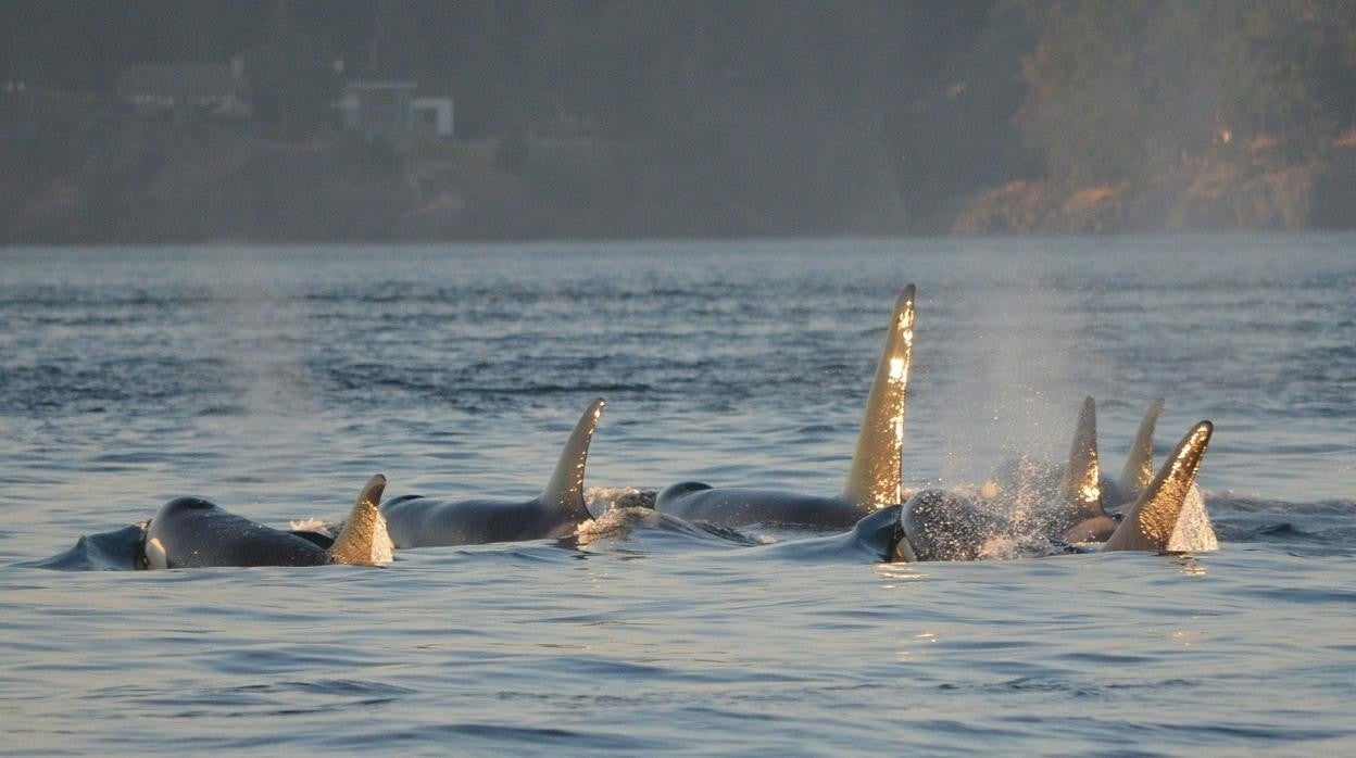 Las orcas y los neardentales colaboraban en el Estrecho de Gibraltar para pescar atunes de los que ambos se alimentaban