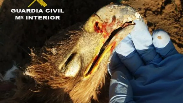La Guardia Civil denuncia a un guarda de un coto por abatir un águila imperial en peligro de extinción