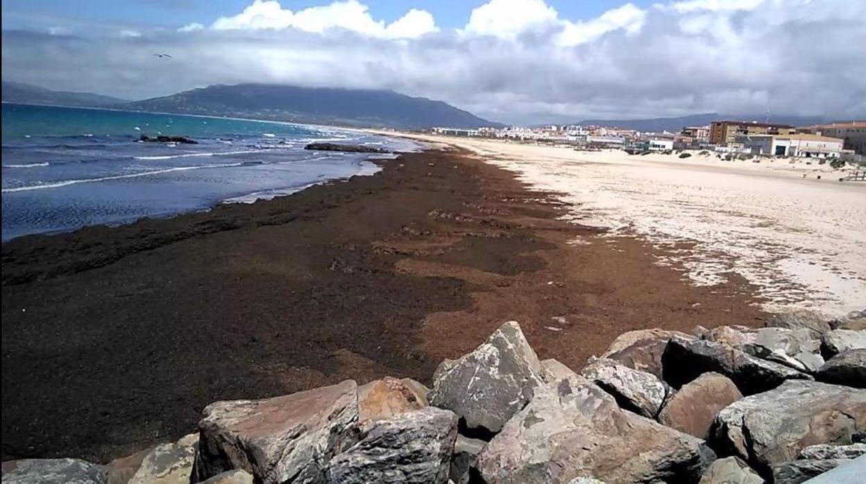 Ecologistas advierten de invasión del alga asiática en Algeciras y Tarifa con arribazones de un metro de altura