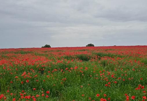 El campo de amapolas es de una belleza inigualable