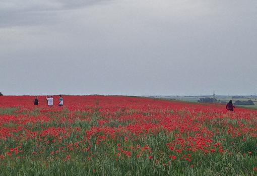 Los ciudadanos destrozan el campo de amapolas al entrar para fotografiarse