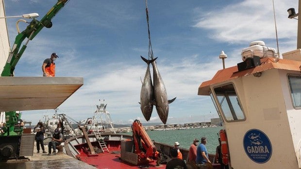 La primera 'levantá' de la almadraba de Conil sube 30 atunes rojos salvajes