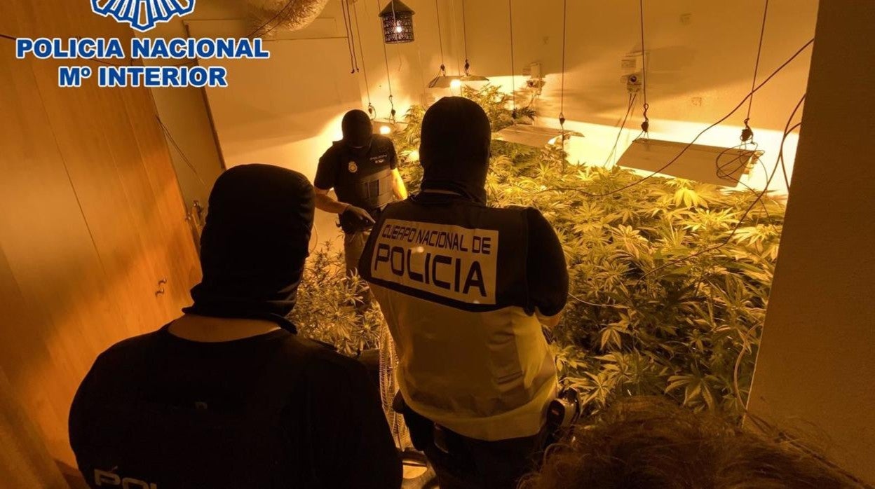 Detenidos un hombre y una mujer tras desmantelarse una plantación de marihuana en su vivienda