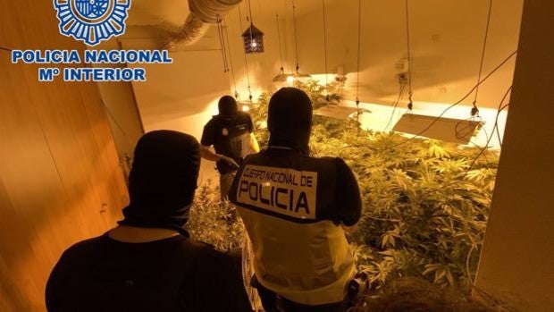 Detenidos un hombre y una mujer tras desmantelarse una plantación de marihuana en su vivienda