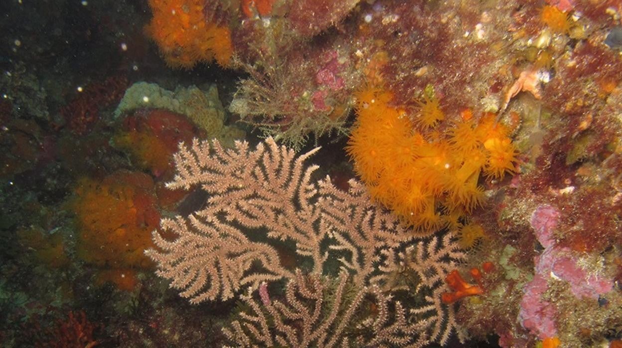 Los bosques de gorgonias en la Isla de Tarifa, amenazados por el alga invasora