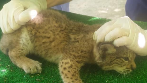 Vídeo: La hembra de lince ibérico del Zoobotánico de Jerez tiene su segundo 'examen'