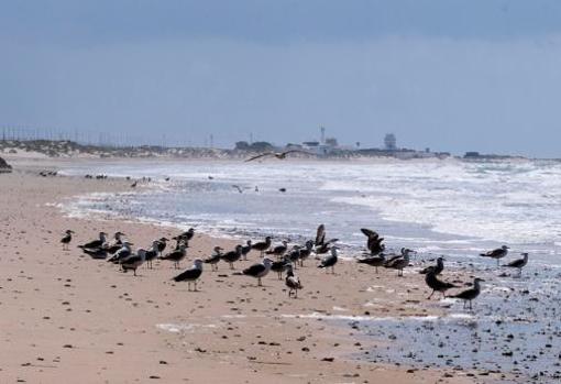 Decenas de gaviotas en las playas de Cádiz durante el confinamiento.