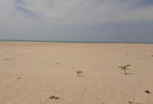 Las plantas crecieron en las playas de Cádiz durante el confinamiento.