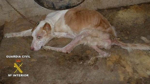 Condenada por dejar morir de «lenta agonía de hambre y sed» a trece perros en una casa de Salteras
