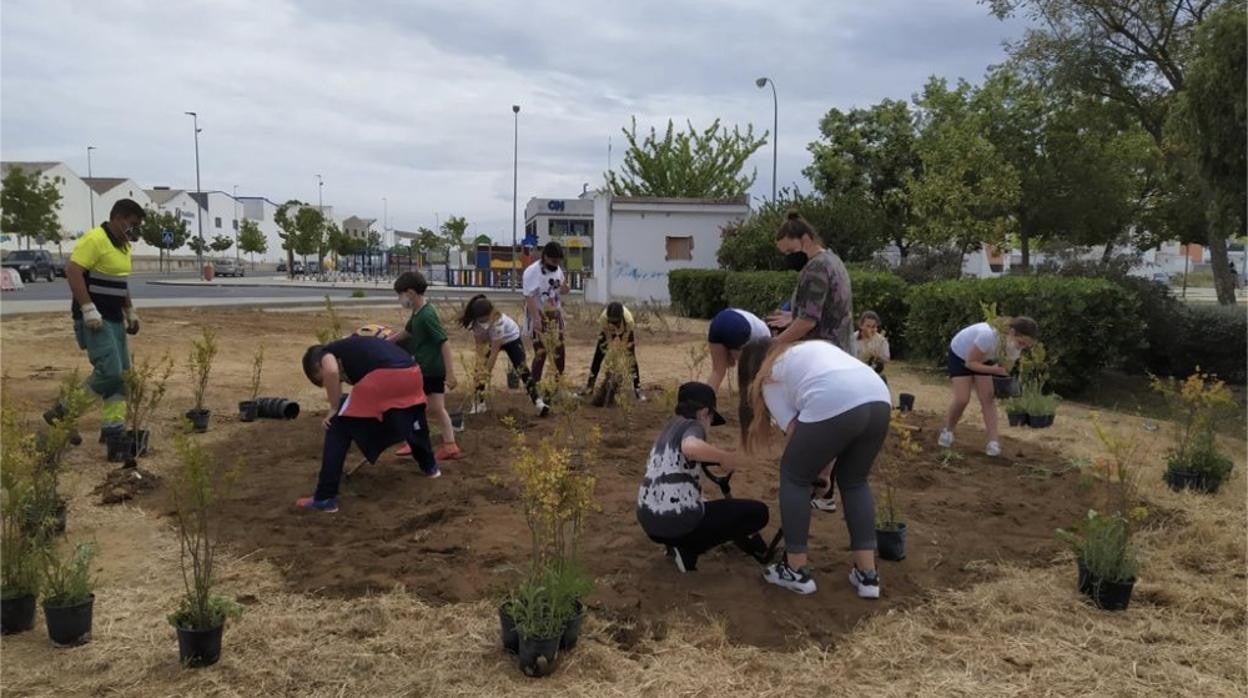 Estos arbustos se han plantado en algunas de las zonas verdes más importantes de Utrera