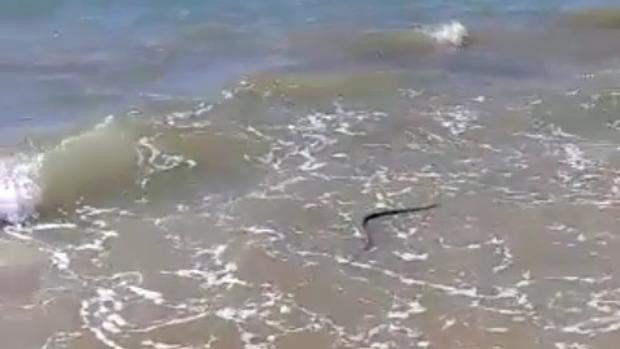 Graban una serpiente nadando en la orilla de la playa de Chipiona
