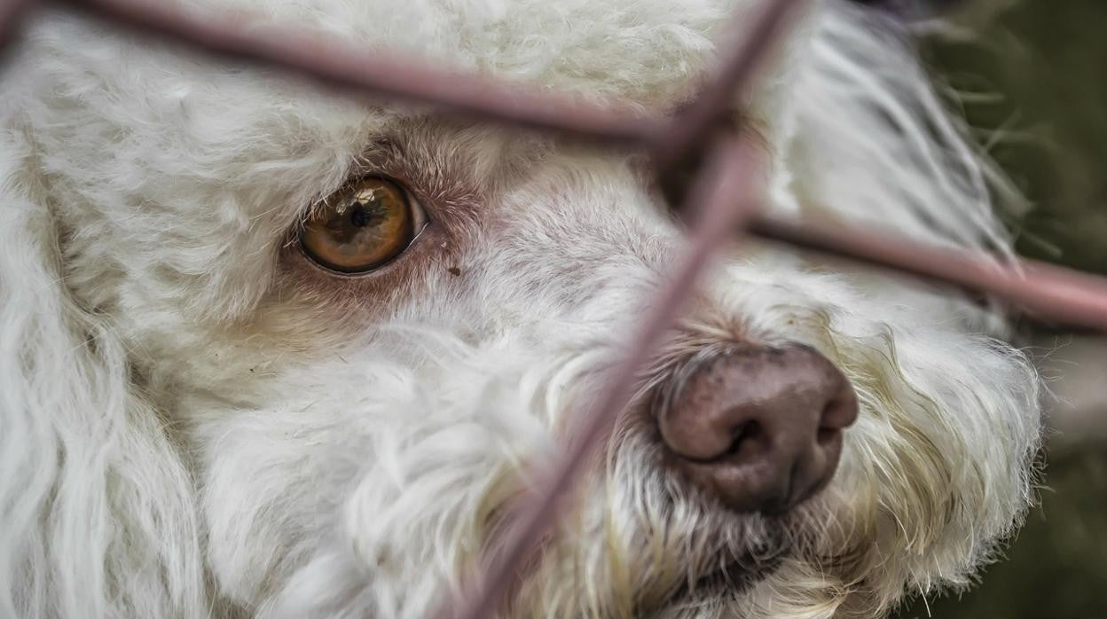 Jerez dedicará un nuevo monumento a las mascotas abandonadas