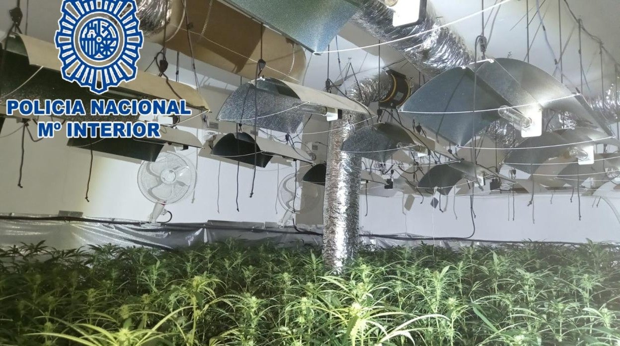 Ingresa en prisión el responsable de un cultivo indoor de cannabis con más de 500 plantas de marihuana