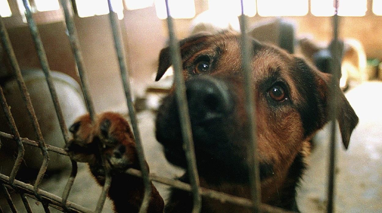 Denuncian el envenenamiento de varios perros en Jerez