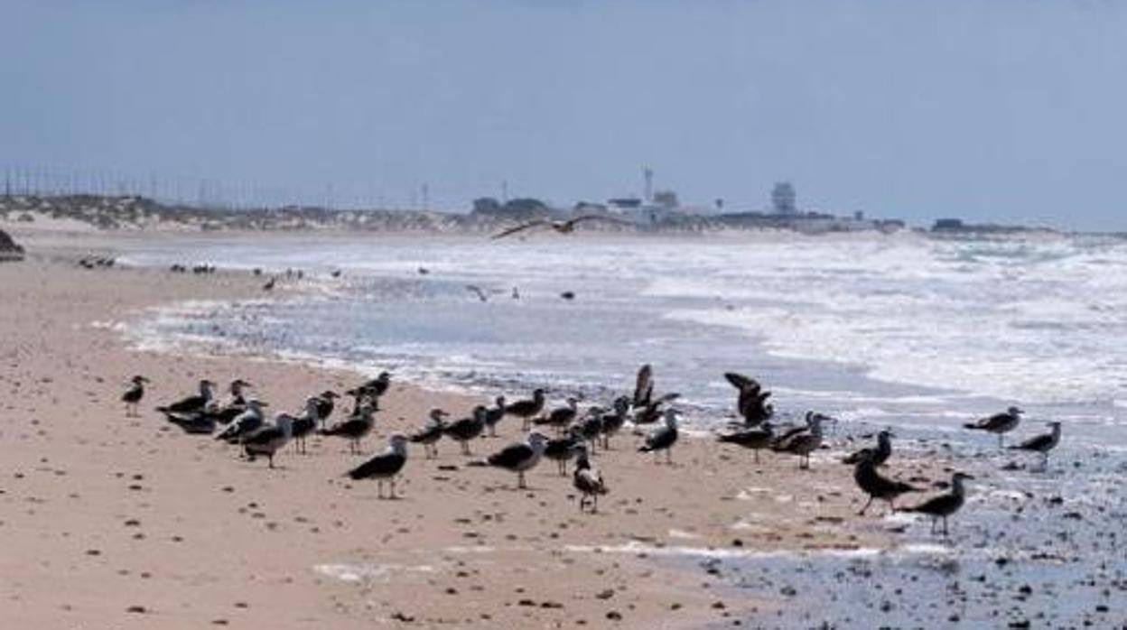 Un calendario ornitológico para fomentar el turismo de aves en Cádiz