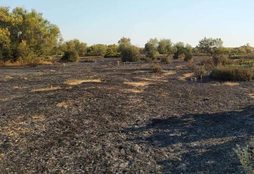 El Cerro de las Cigüeñas arde en llamas por culpa del enésimo incendio provocado en Los Palacios