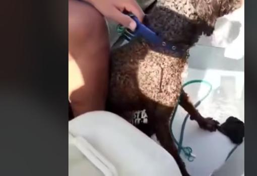 Vídeo: Un grupo de jóvenes rescata a un perro que llevaba 9 días desaparecido y malherido en Cádiz