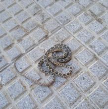 Trabajadores municipales retiran una serpiente junto a las Puertas de Tierra de Cádiz